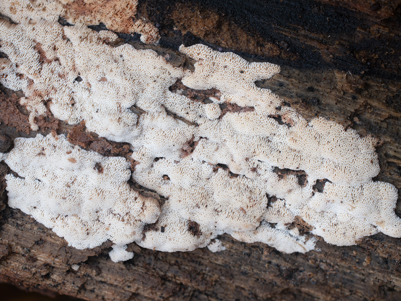 Ceriporia viridans Ceriporia viridans